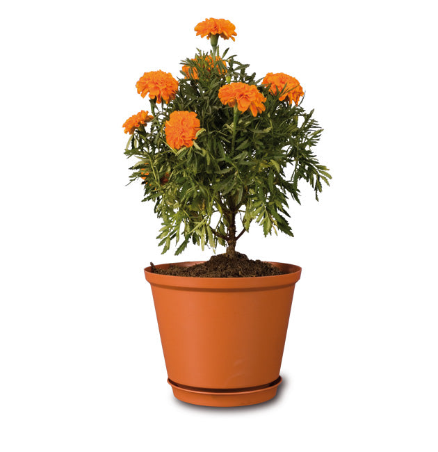 Maceta Tulipán # 23 C/base