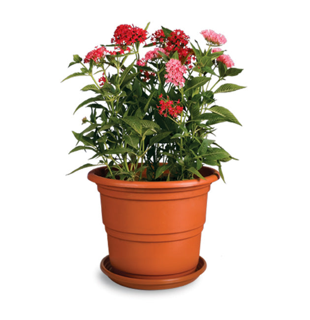 Maceta Roble # 3 C/base